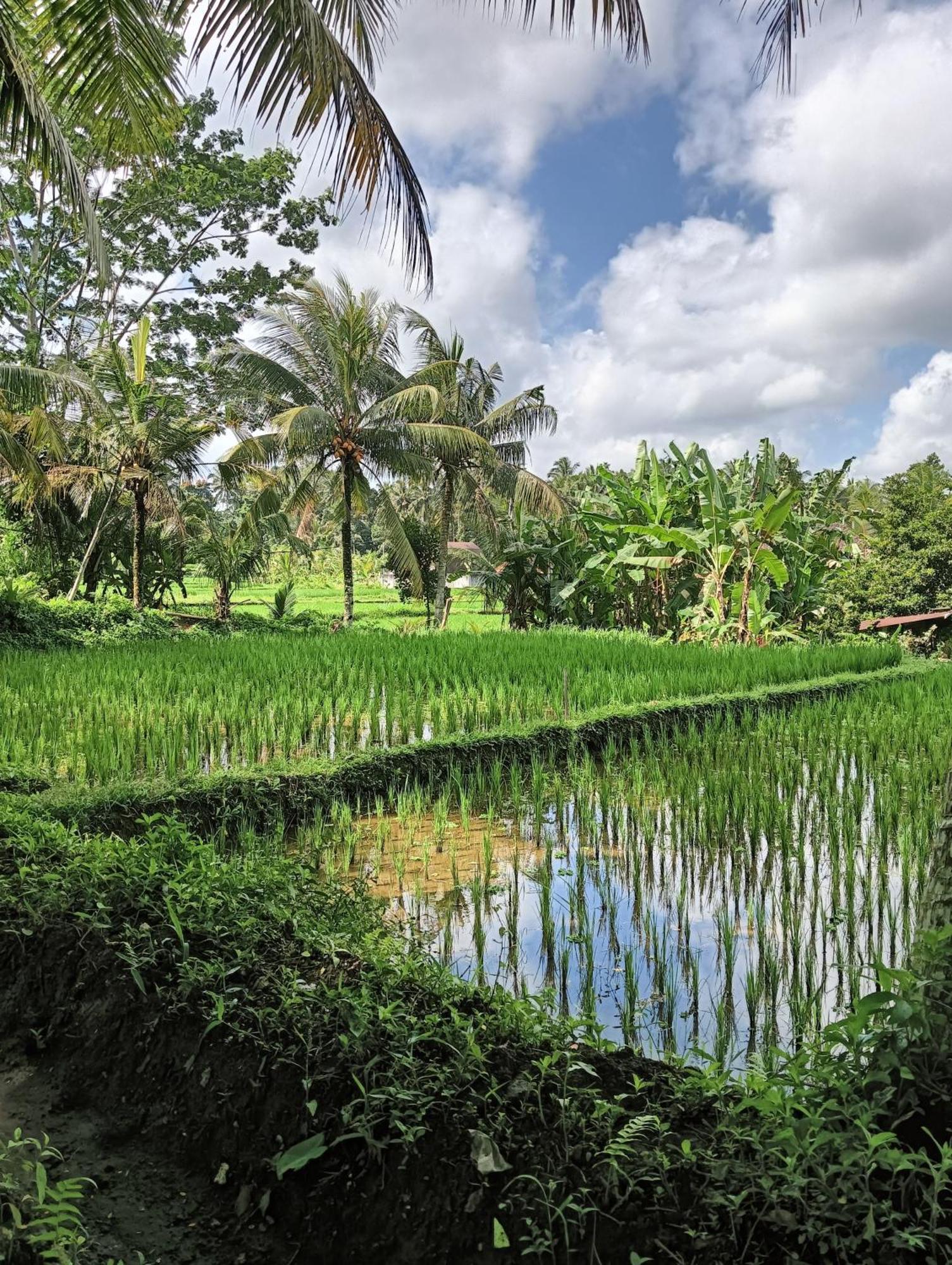 Rumah Guci 우붓 외부 사진